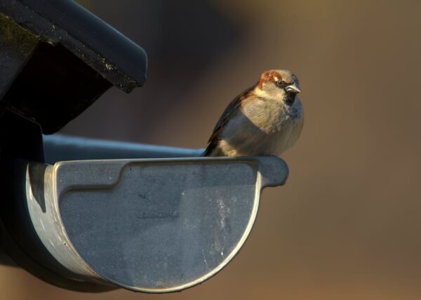 Kvalitní okapový systém jako základ funkční střechy