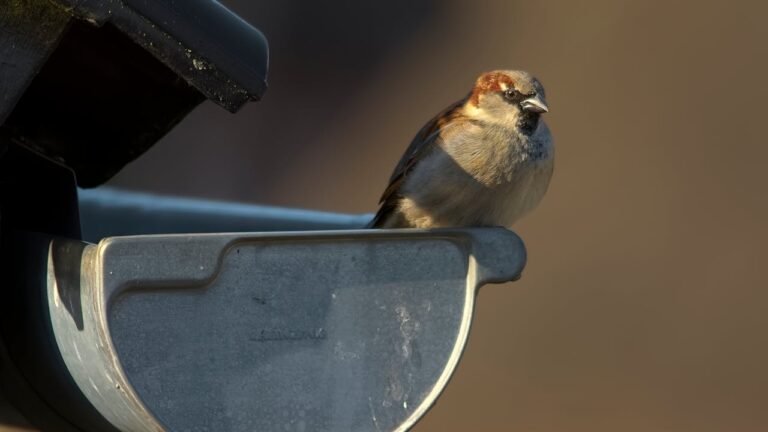 Kvalitní okapový systém jako základ funkční střechy